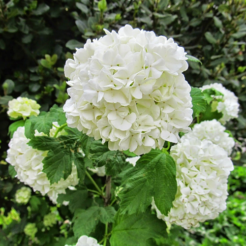 Beyaz Çiçekli Kartopu Fidanı 100 cm