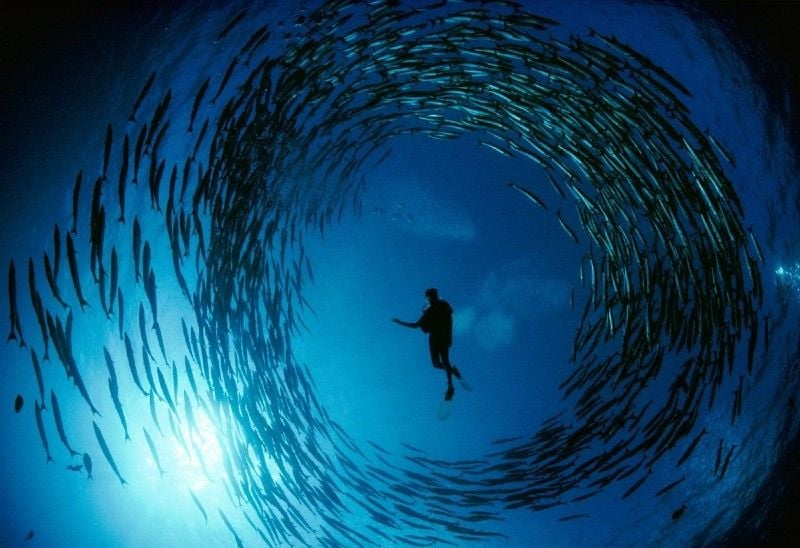 Barracuda Point Sipadan Island