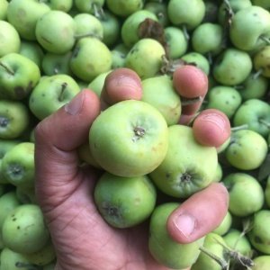 Dağ Elması“Doğa Çalışıyor Haziran’da Stoklarda”