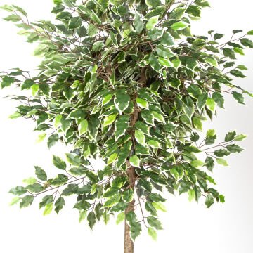Yapay Ficus Ağacı Tek Gövde Yeşil-Beyaz 140 Cm.