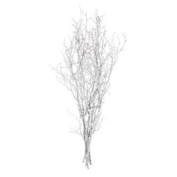 Kuru Bitki Beyaz Gürgen Dalı 60 -80 Cm