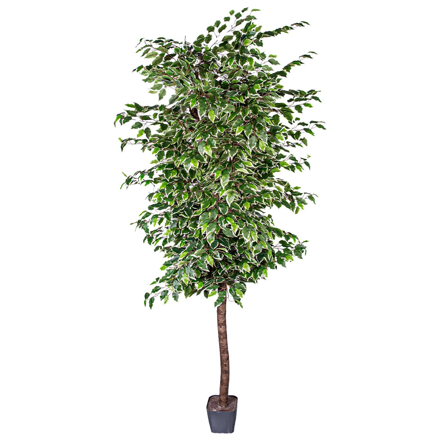 Yapay Ficus Ağacı Tek Gövde Yeşil-Beyaz 225 Cm.