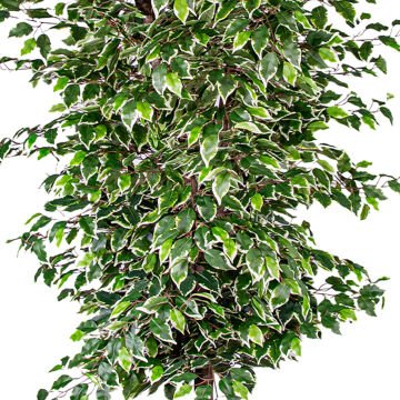 Yapay Ficus Ağacı Tek Gövde Yeşil-Beyaz 225 Cm.