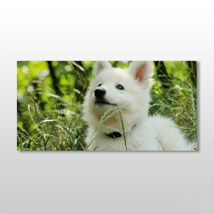Beyaz Köpek Kanvas Tablo