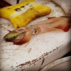 Wounded Fish Bukva 2.0 Kalamar Zokası