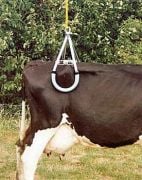 Kerbl Sığır Asansörü 800 kg
