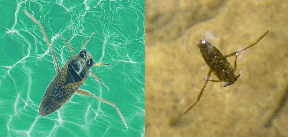 Havuz suyu Böceği Nasıl Önlenir?