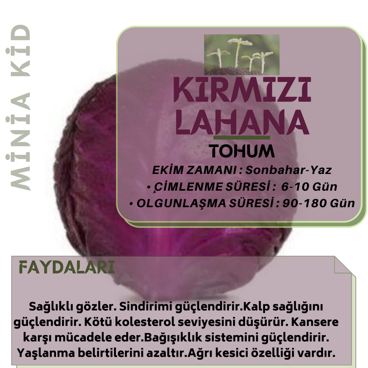 Kırmızı Lahana Faydaları