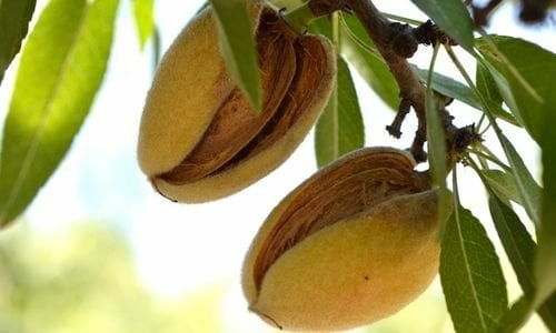 Aşılı Badem Fidanı Fiyatı