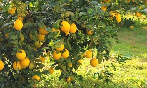 Enter Limon Fidanı Özellikleri