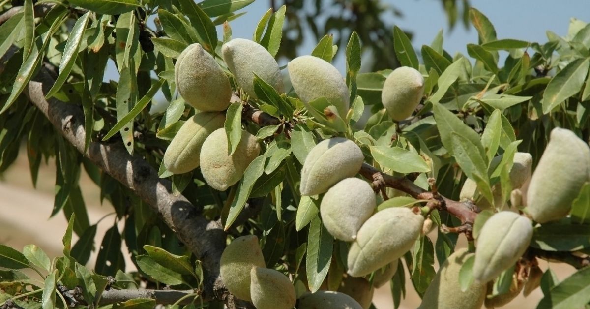 Niltinski Badem Fidanı Özellikleri