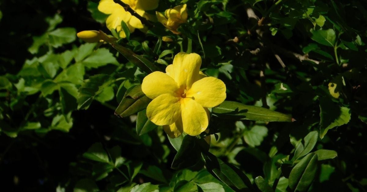 Sarı Yasemin Çiçeği Bakımı