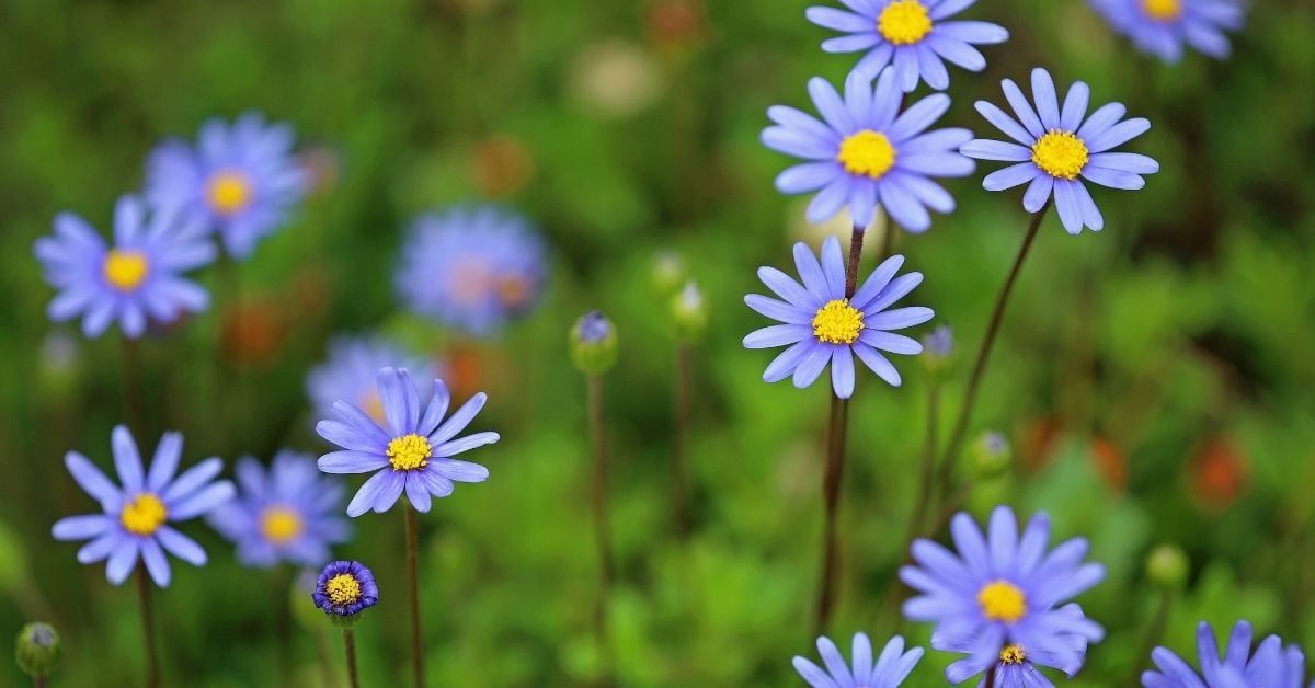 Mavi Papatya Çiçeği Özellikleri