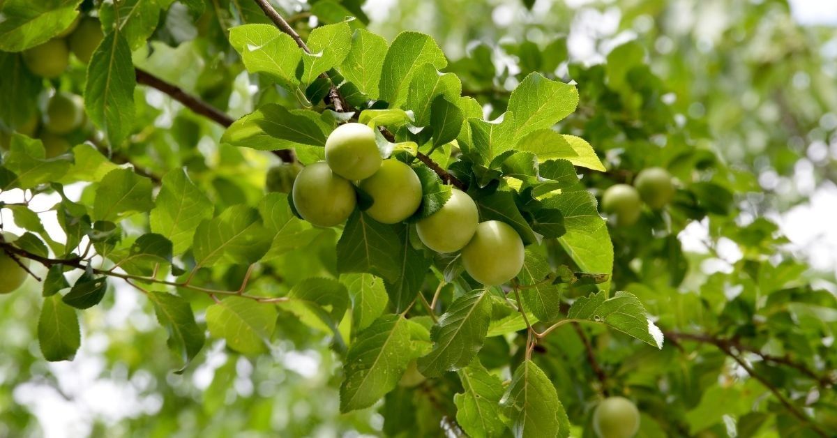 Aşılı Can Eriği Fidanı Çeşitleri