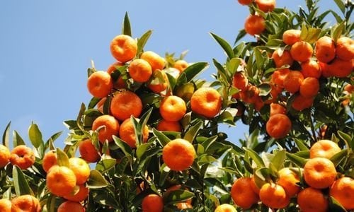Bodrum Mandalina Fidanı Fiyatı