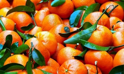 Bodrum Mandalina Fidanı Özellikleri