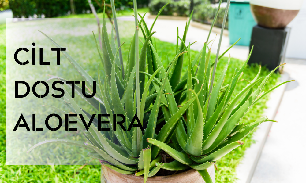 Aloevera İle İlgili Bilgiler