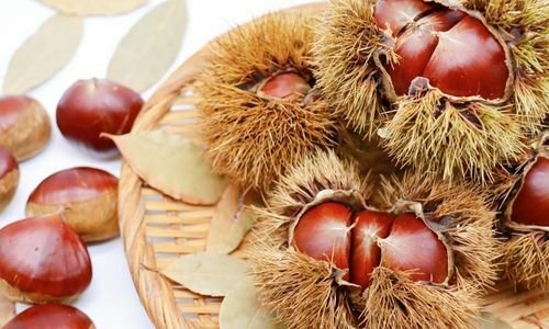 Erfelek Kestane Fidanı Çeşitleri