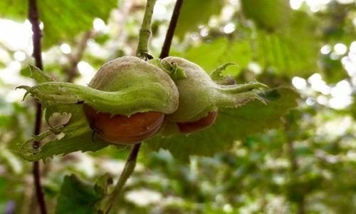 Giresun Fındık Fidanı Fiyatı
