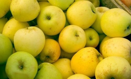 Aşılı Golden Elma Fidanı Çeşitleri