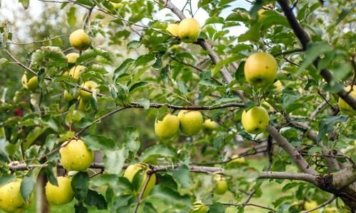Golden Elma Fidanı Çeşitleri