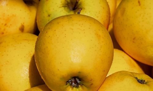 Golden Elma Fidanı Fiyatı