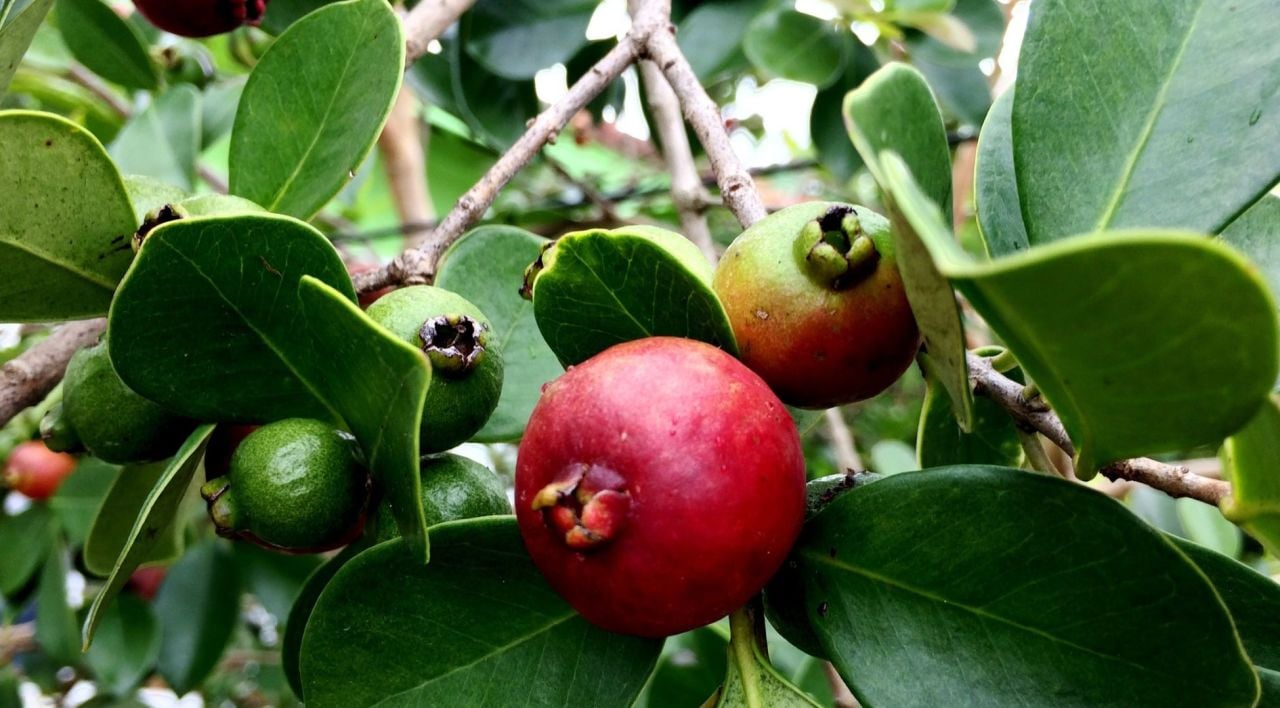 Guava Fidanı Nasıl Yetiştirilir