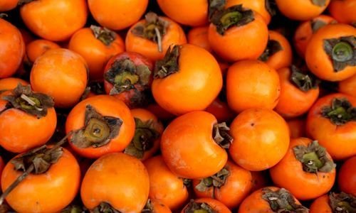 Hanna Fuyu Trabzon Hurması Fidanı Satışı