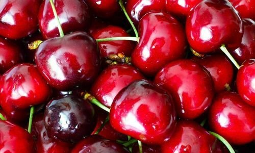 0900 Ziraat Kiraz Fidanı Bakımı