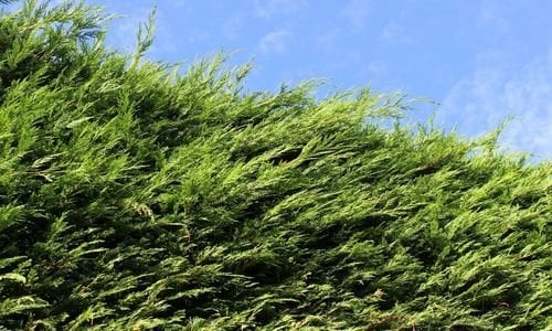 Leylandi Fidanı Bakımı