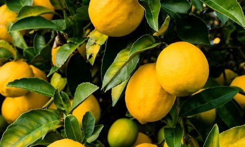 Jumbo Limon Fidanı Bakımı