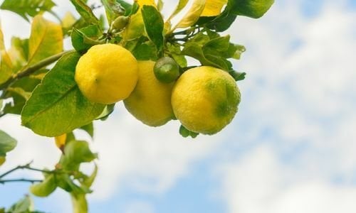 Jumbo Limon Fidanı Özellikleri