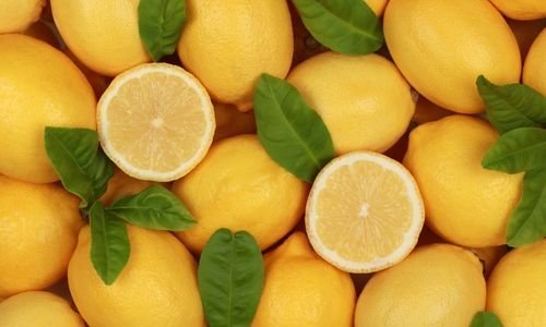 Jumbo Limon Fidanı Satışı