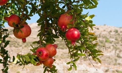 Hicaz Narı Fidanı Bakımı