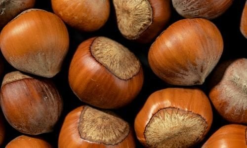 Palaz Fındık Fidanı Özellikleri