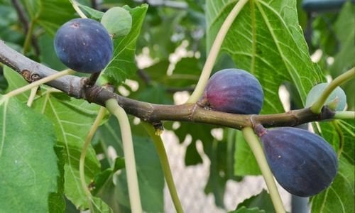 Patlıcan İnciri Fidanı Özellikleri