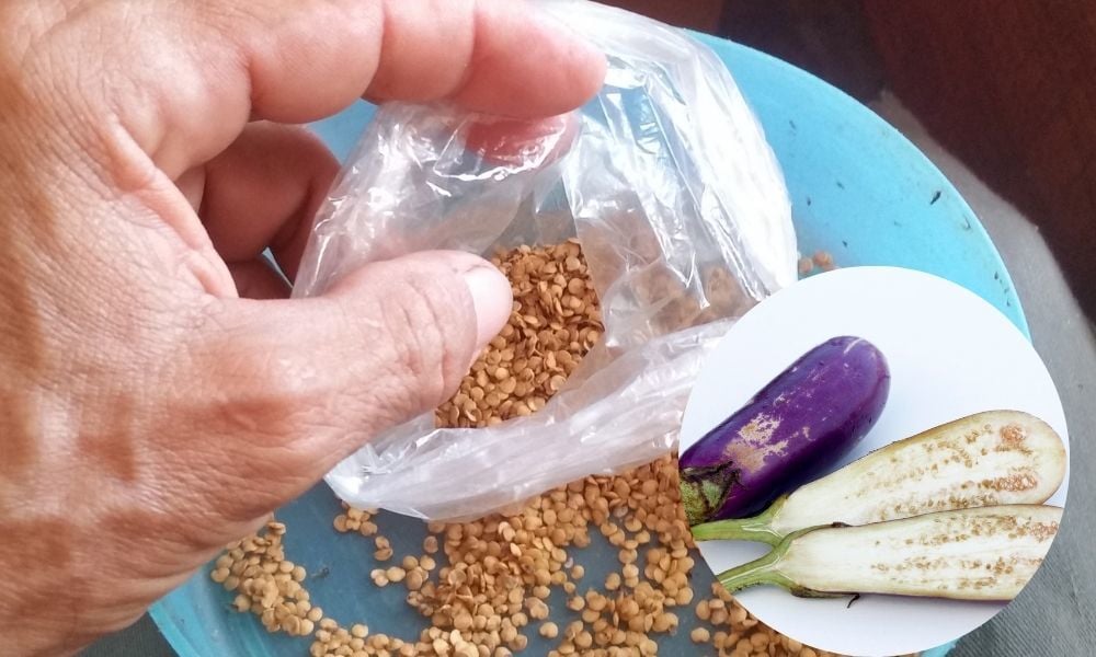 Patlıcan Tohumu Nasıl Alınır?