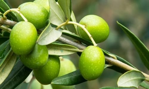 Sarı Ulak Zeytin Fidanı Satışı