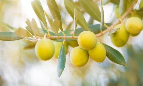 Sarı Ulak Zeytin Fidanı Fiyatı