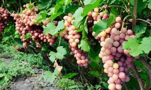 Silifke Çıtır Üzüm Fidanı Fiyatı