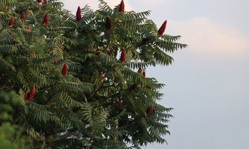 Sumak Fidanı Çeşitleri