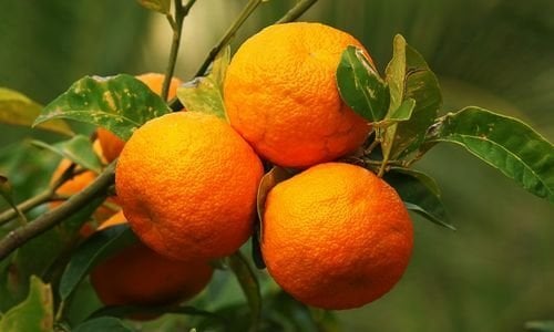 Turunç Fidanı Bakımı