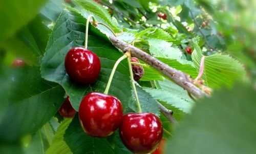 Macar Vişne Fidanı Satışı