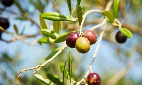 Arbequina Zeytin Fidanı Bakımı