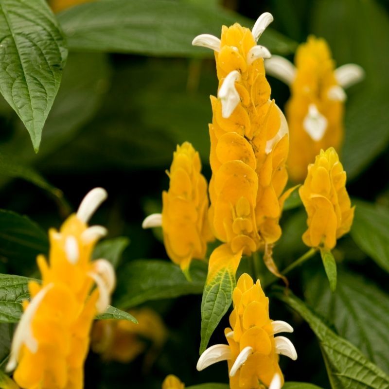 Sarı Karides Çiçeği Mısır Çiçeği Pachystachys lutea