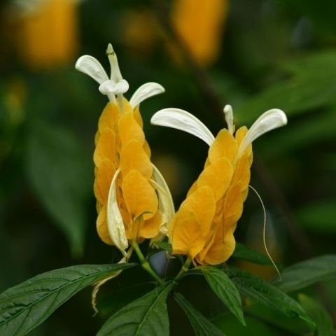 Sarı Karides Çiçeği Mısır Çiçeği Pachystachys lutea