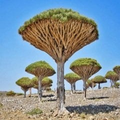 Ejder Kanı Dragon Ağacı Dracaena cinnabari