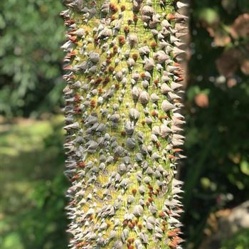 Maymun Tırmanmaz  Floş İpek Ağacı Chorisia