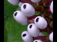 Bebek Gözü Bitkisi Actaea pachypoda
