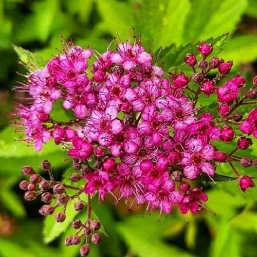 Pembe Keçi Sakalı Çiçeği İspirya Spirea Vanhouttei